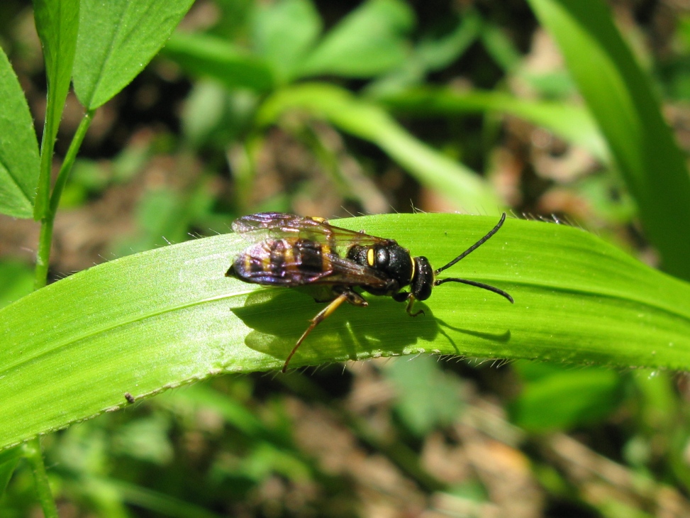 Crabronidae. Forse, Gorytes sp.